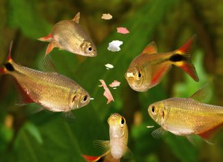 how to Feeding Fish