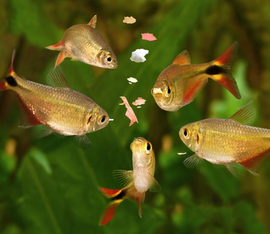 How to Feeding Your Fish how to Feeding Fish