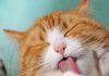 Preventing Hairballs With a Nutritional, Healthy Diet－petsourcing