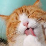 Preventing Hairballs With a Nutritional, Healthy Diet－petsourcing