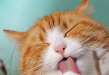 Preventing Hairballs With a Nutritional, Healthy Diet－petsourcing