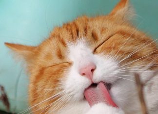 Preventing Hairballs With a Nutritional, Healthy Diet－petsourcing