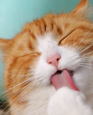 Preventing Hairballs With a Nutritional, Healthy Diet－petsourcing