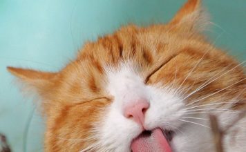 Preventing Hairballs With a Nutritional, Healthy Diet－petsourcing
