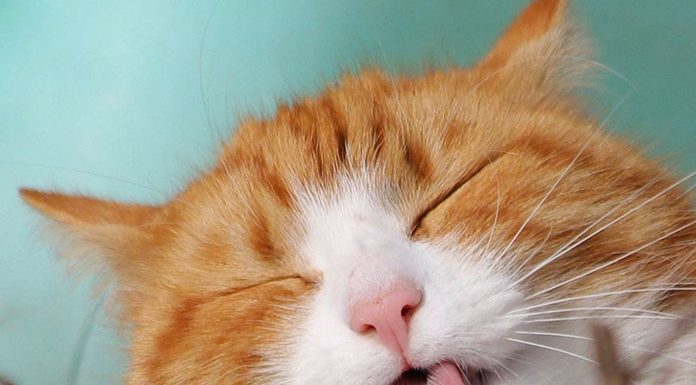 Preventing Hairballs With a Nutritional, Healthy Diet－petsourcing