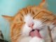 Preventing Hairballs With a Nutritional, Healthy Diet－petsourcing