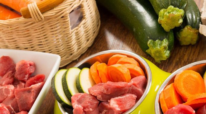 Should I Feed My Dog or Cat a Raw Diet? Should I Feed My Dog or Cat a Raw Diet-petsourcing