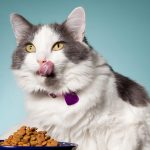 Should I change my cat’s food -petsourcing