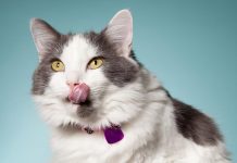 Should I change my cat's food -petsourcing