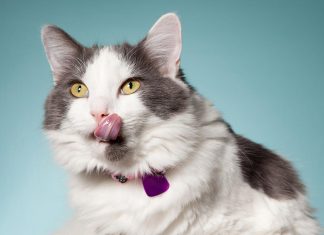 Should I change my cat's food -petsourcing