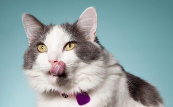 Should I change my cat’s food? Should I change my cat's food -petsourcing