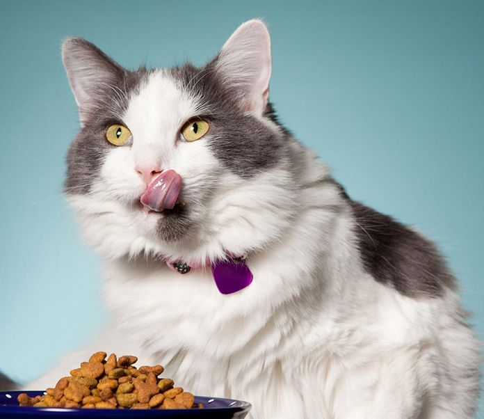 Should I change my cat's food -petsourcing