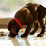 What Should I Feed My Puppy-petsourcing