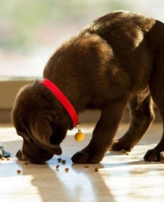 What Should I Feed My Puppy?