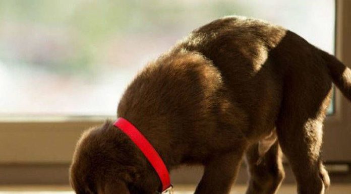 What Should I Feed My Puppy?