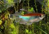 Fish keeping, fish' healthy, comfortable aquarium environment, aquarium, fish trank