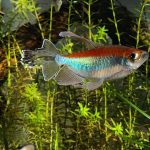 petsourcing-Aquarium Essentials for the New Fish Owner
