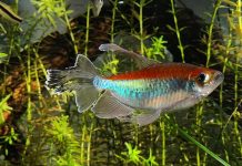 Fish keeping, fish' healthy, comfortable aquarium environment, aquarium, fish trank