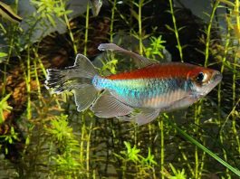 Fish keeping, fish' healthy, comfortable aquarium environment, aquarium, fish trank