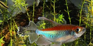 Fish keeping, fish' healthy, comfortable aquarium environment, aquarium, fish trank