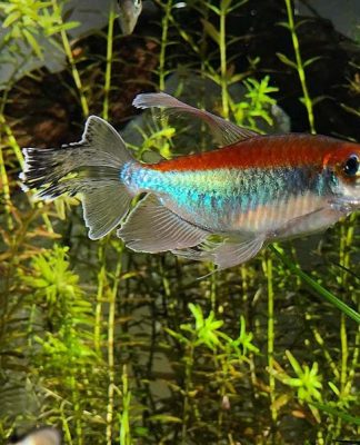 Aquarium Essentials for the New Fish Owner Fish keeping, fish' healthy, comfortable aquarium environment, aquarium, fish trank