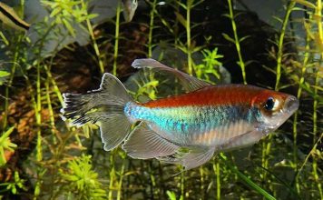 Aquarium Essentials for the New Fish Owner Fish keeping, fish' healthy, comfortable aquarium environment, aquarium, fish trank