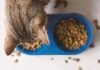 petsourcing-Benefits of Adding Wet Food to Your Cat’s Diet