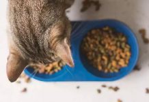 petsourcing-Benefits of Adding Wet Food to Your Cat’s Diet