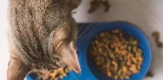 petsourcing-Benefits of Adding Wet Food to Your Cat’s Diet