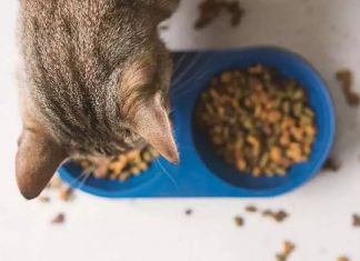 petsourcing-Benefits of Adding Wet Food to Your Cat’s Diet
