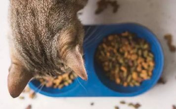petsourcing-Benefits of Adding Wet Food to Your Cat’s Diet