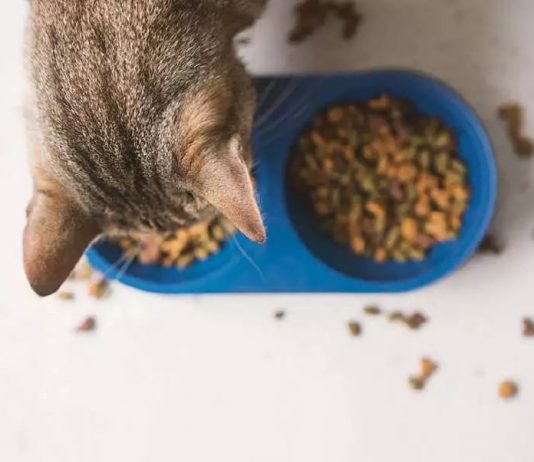 petsourcing-Benefits of Adding Wet Food to Your Cat’s Diet