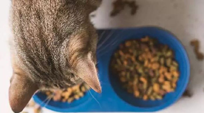 Benefits of Adding Wet Food to Your Cat’s Diet petsourcing-Benefits of Adding Wet Food to Your Cat’s Diet