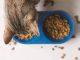 petsourcing-Benefits of Adding Wet Food to Your Cat’s Diet