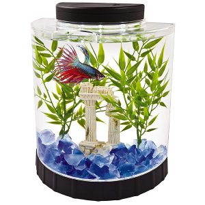 Betta Fish Tank