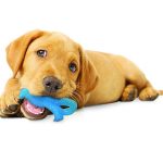petsourcing-Bringing Home a New Puppy Dog
