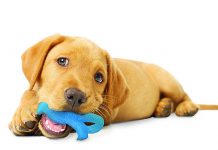 petsourcing-Bringing Home a New Puppy Dog