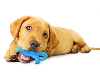 petsourcing-Bringing Home a New Puppy Dog