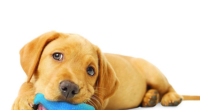 petsourcing-Bringing Home a New Puppy Dog