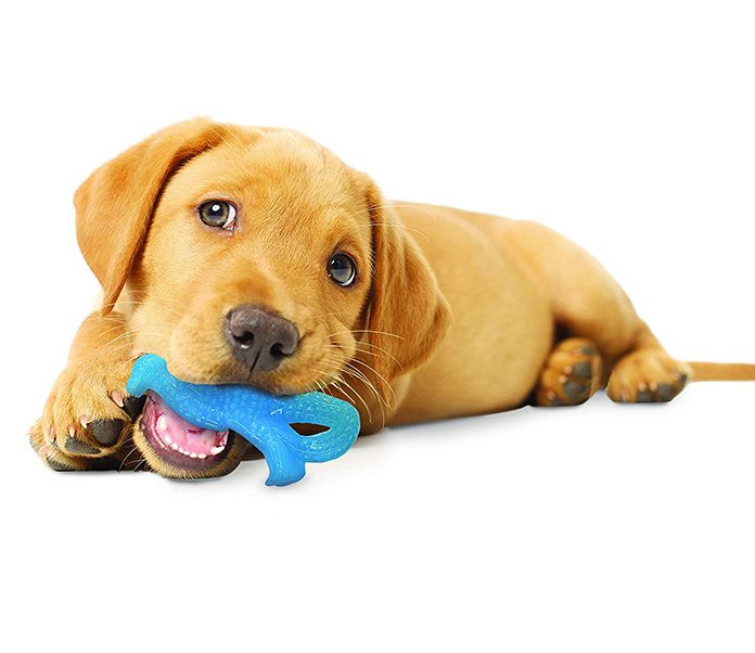 petsourcing-Bringing Home a New Puppy Dog