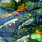 petsourcing-Choosing Your Fish