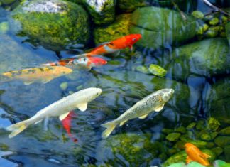 setting up a new aquarium, Choosing Fish,type of fish, fish’s species, betta, goldfish, tropical fish