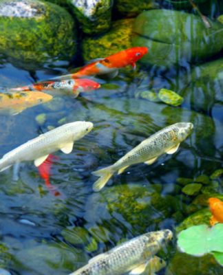 setting up a new aquarium, Choosing Fish,type of fish, fish’s species, betta, goldfish, tropical fish