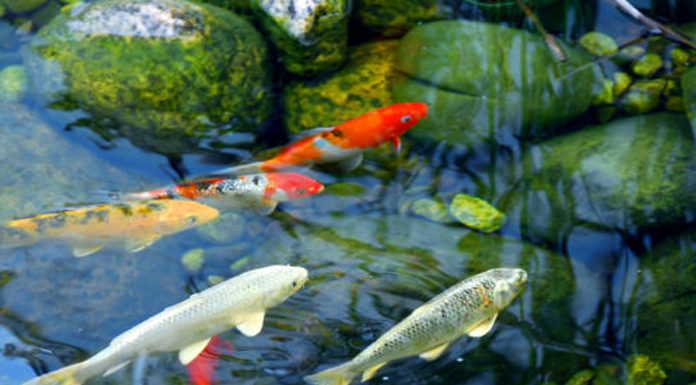 setting up a new aquarium, Choosing Fish,type of fish, fish’s species, betta, goldfish, tropical fish