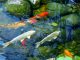 setting up a new aquarium, Choosing Fish,type of fish, fish’s species, betta, goldfish, tropical fish
