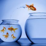 petsourcing-Choosing the Right Aquarium