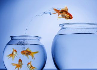 Choosing the Right Aquarium,fish tank,aquarium, Aquarium Material,petsourcing