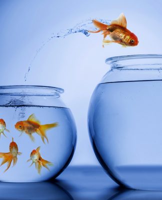 Choosing the Right Aquarium Choosing the Right Aquarium,fish tank,aquarium, Aquarium Material,petsourcing