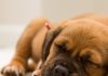 petsourcing-Do Dogs Dream
