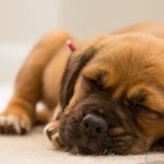 petsourcing-Do Dogs Dream